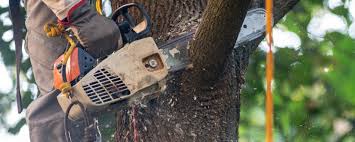 Best Fruit Tree Pruning  in River Road, NC
