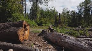 Best Tree Trimming and Pruning  in River Road, NC