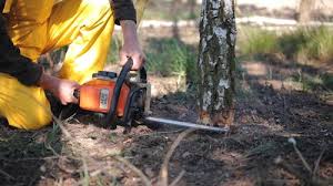 Best Organic Lawn Care Solutions  in River Road, NC