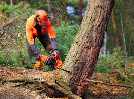 Best Lawn Drainage Solutions  in River Road, NC