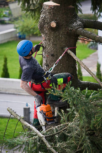 Best Tree Trimming and Pruning  in River Road, NC