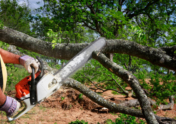 Best Tree Mulching  in River Road, NC