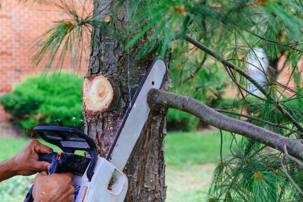 Best Palm Tree Trimming  in River Road, NC